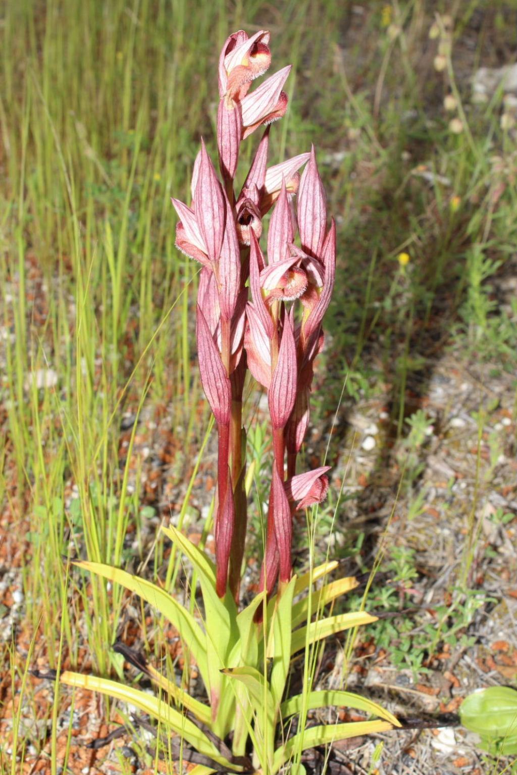 Orchidee dal promontorio del Gargano